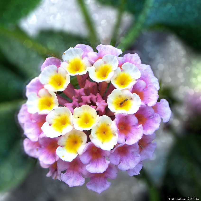 A little ant on a flower