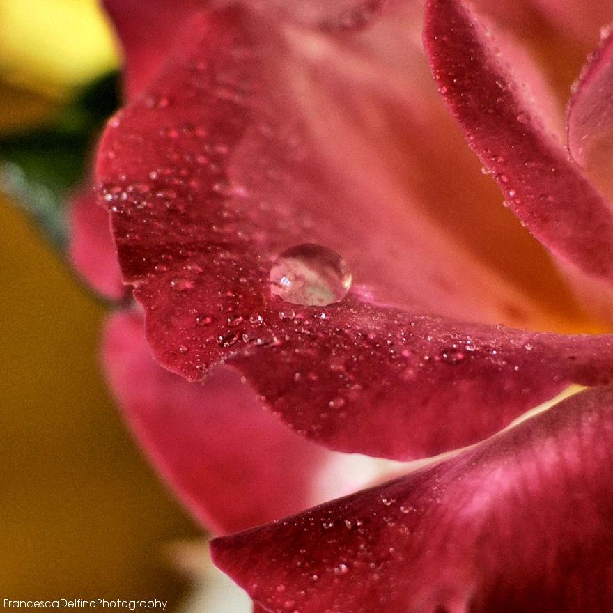 Droplets on rose