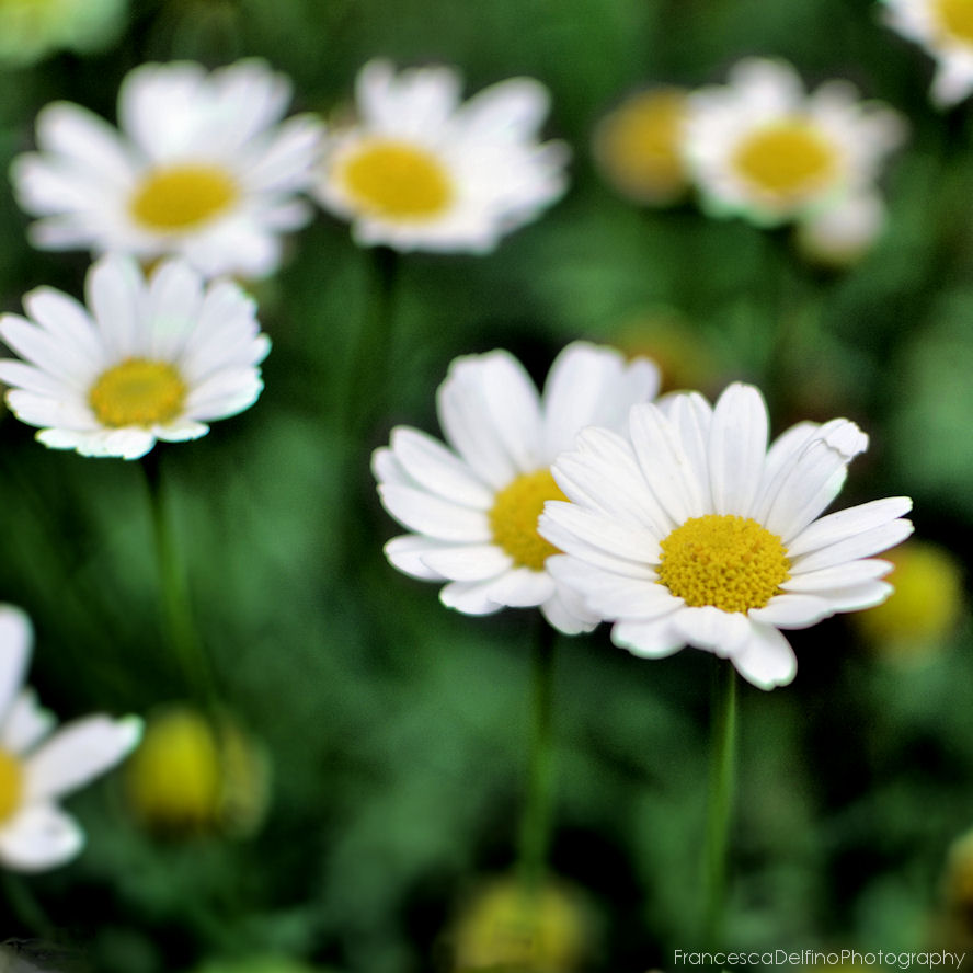 Daisies 1