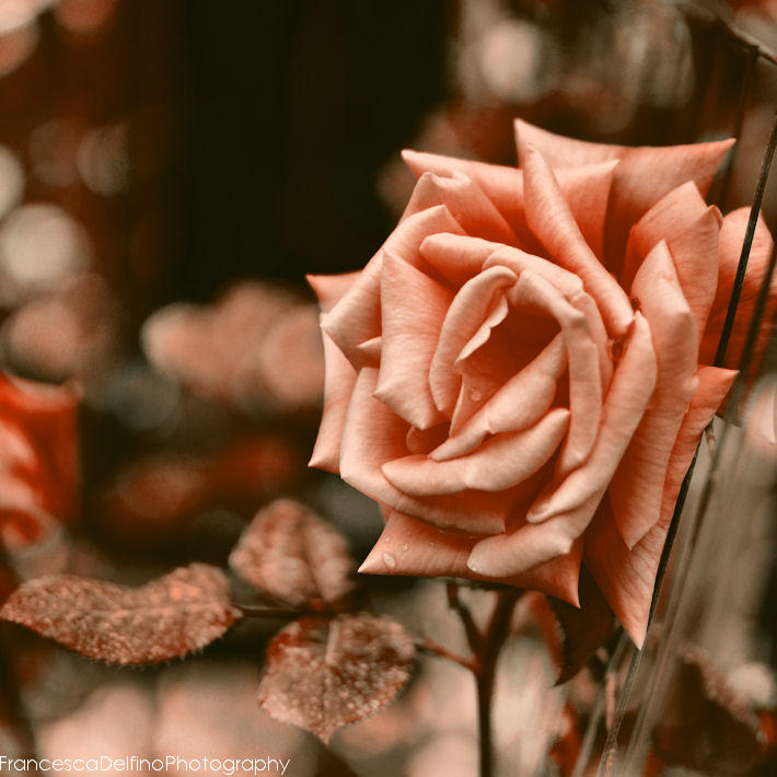 Old rose by FrancescaDelfino