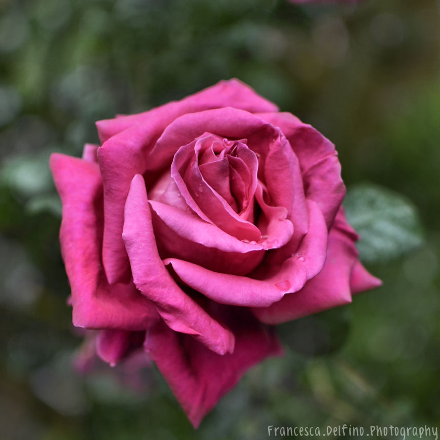 Big pink rose