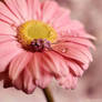 Pink gerbera with water drop