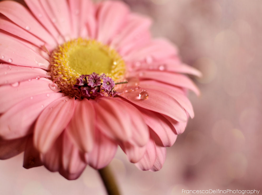 Pink gerbera with water drop