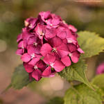 Tiny pink flowers 2 by FrancescaDelfino