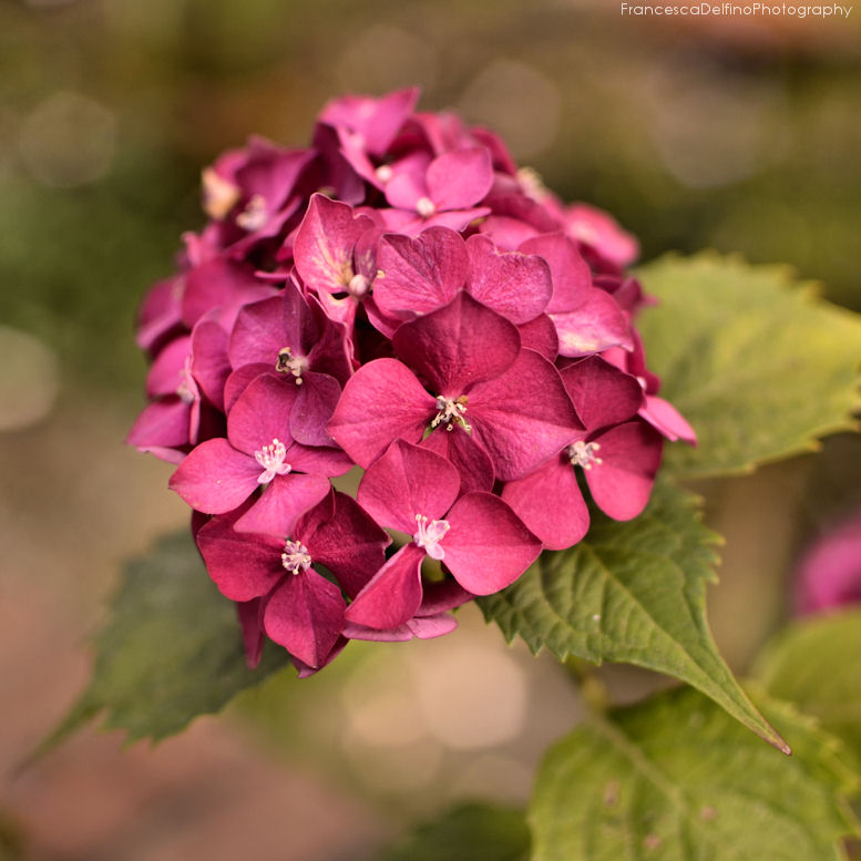 Tiny pink flowers 2