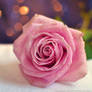 Pink rose II