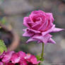Big pink rose 2