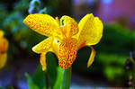 Orange iris 2 by FrancescaDelfino