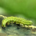 Caterpillar 2 by FrancescaDelfino