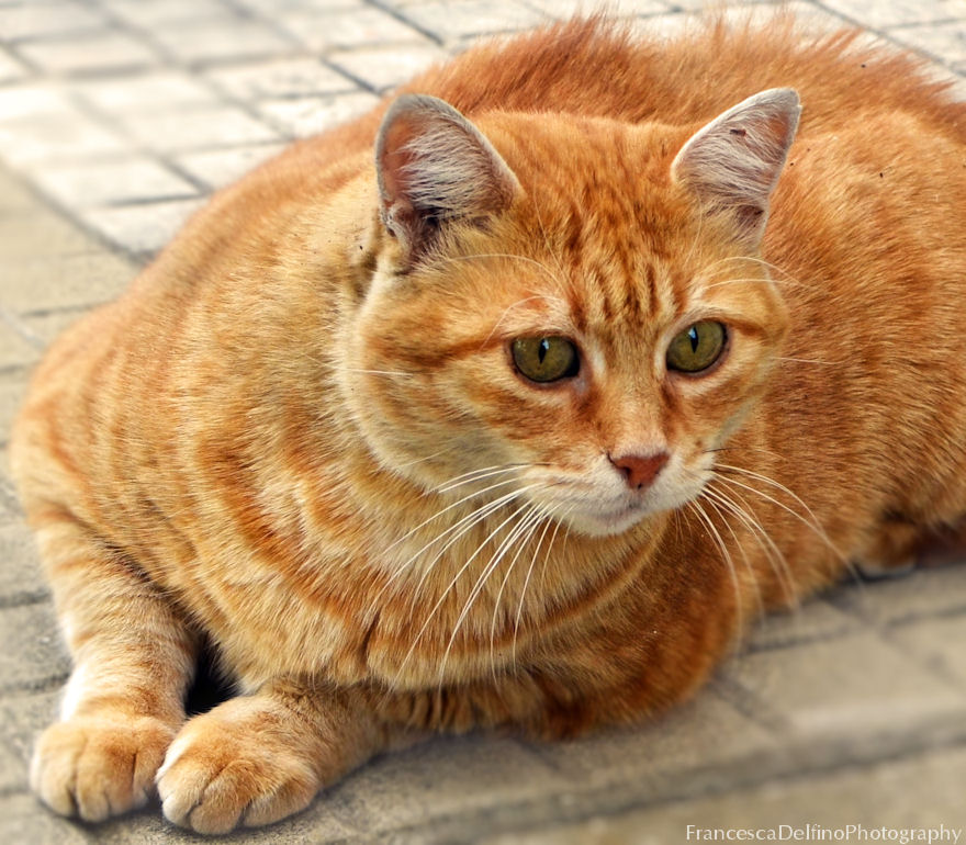 Orange cat 2