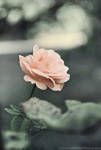 The rose by FrancescaDelfino