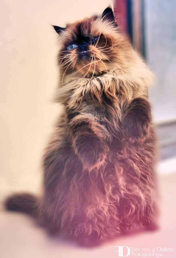 Hello kitty! by FrancescaDelfino