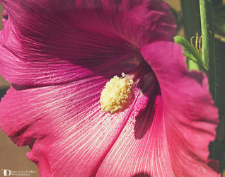 Hibiscus by FrancescaDelfino