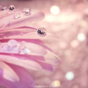 Pink drop by FrancescaDelfino