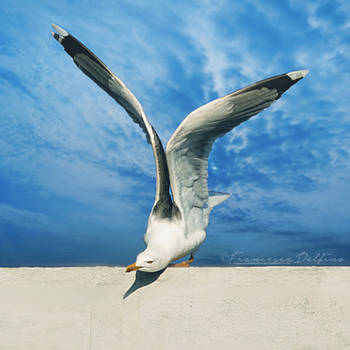 I can fly by FrancescaDelfino
