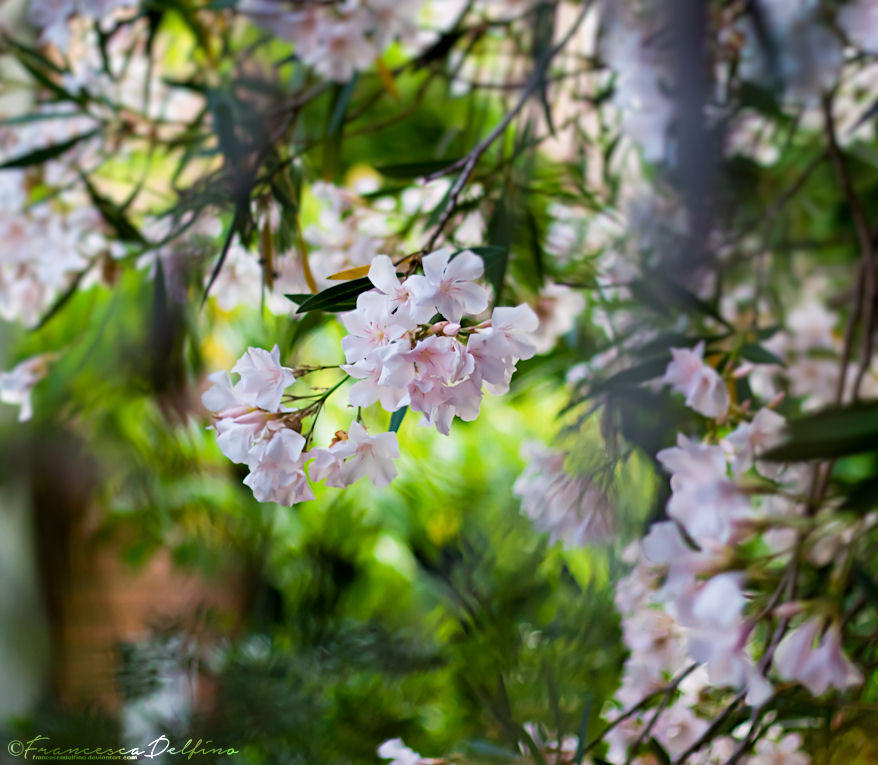 9. Flowers by FrancescaDelfino