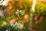 65. Spring by FrancescaDelfino