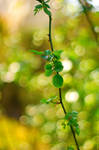68. Green by FrancescaDelfino