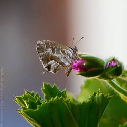 75. Butterfly by FrancescaDelfino