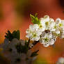 Blossom tree