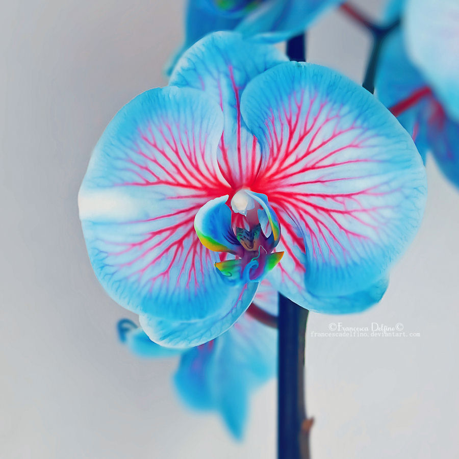 Orchid