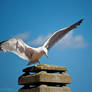 Seagull III