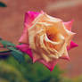 Pretty rose