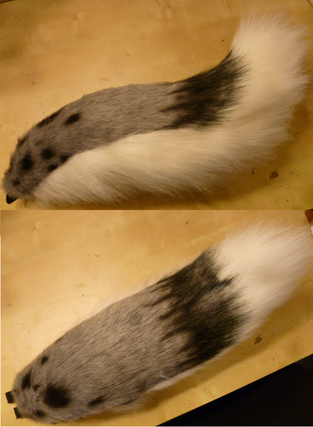 Aussie with undocked 2024 tail