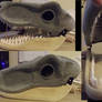 Raptor head blank