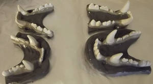 Jawset models