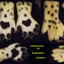 Cheetah Handpaws