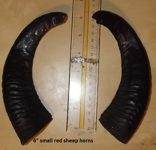 Red Sheep Horns