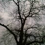 Leafless tree