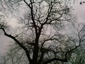 Leafless tree