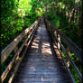 Lettuce Lake Boardwalk 2