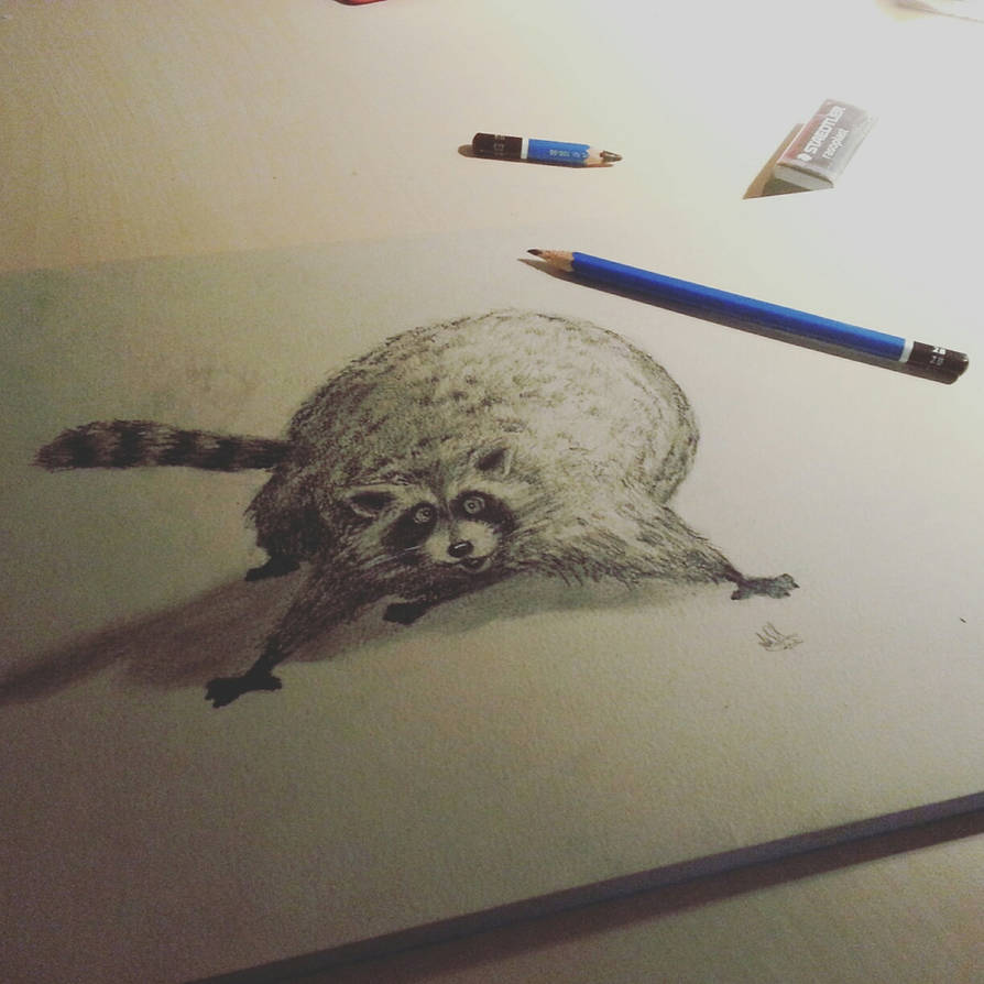 Chubby Raccoon by LianneSommer on DeviantArt