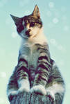 Catling by LadyCrosspatch