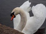 Swan by Silberblau
