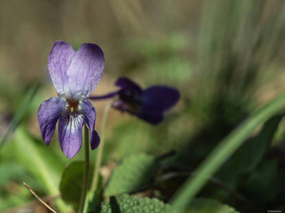 Violet