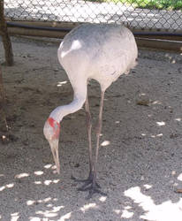 Brolga again