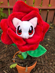 Rose Kitty