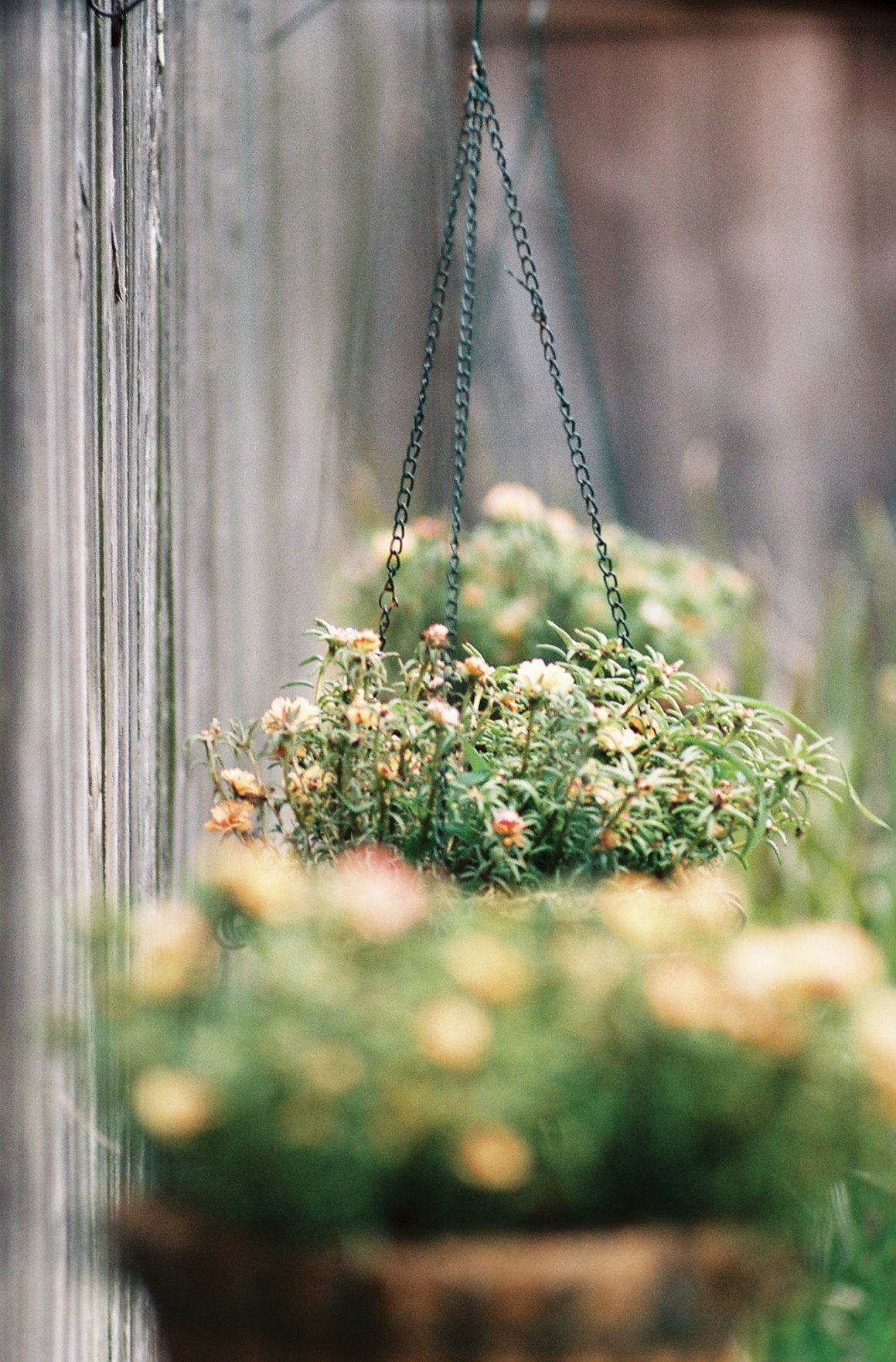 Buckets o'Flowers