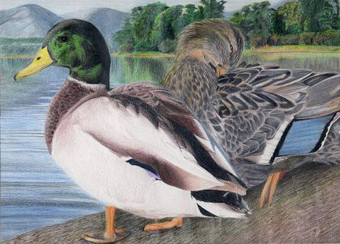 duck stamp