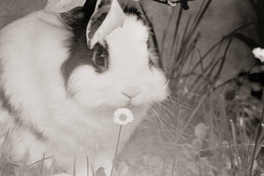 .Cute Bunny.