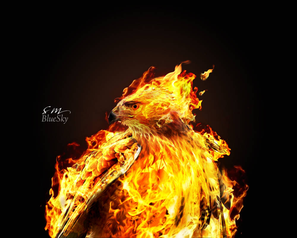 Hawk Extreme Fire Fire Hawk 2 by cwbluesky on DeviantArt