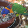 Birds of tenerife