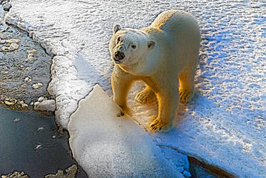 Polar bear concept.
