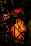 november by cristix22