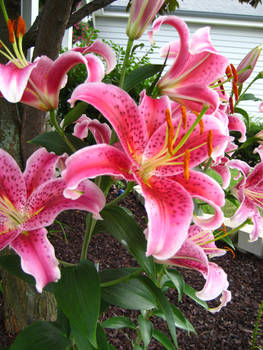 lilies