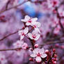 Cherry Blossom III